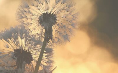 Selbstliebe – die stillste Revolution